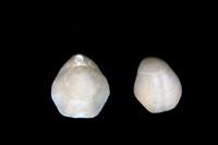 Loriolithyris russillensis